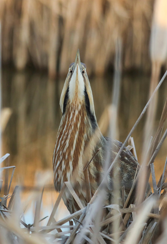 American Bittern photographed in Oregon