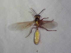 Apoica pallens image