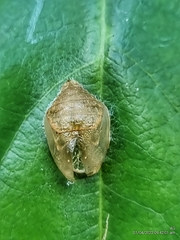 Curetis santana