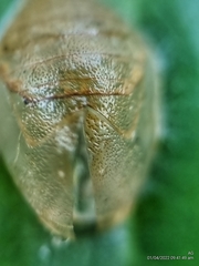 Curetis santana