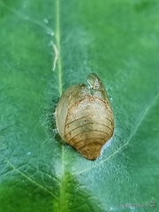 Curetis santana