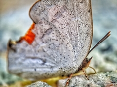 Curetis santana