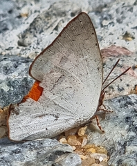 Curetis santana