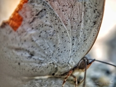 Curetis santana