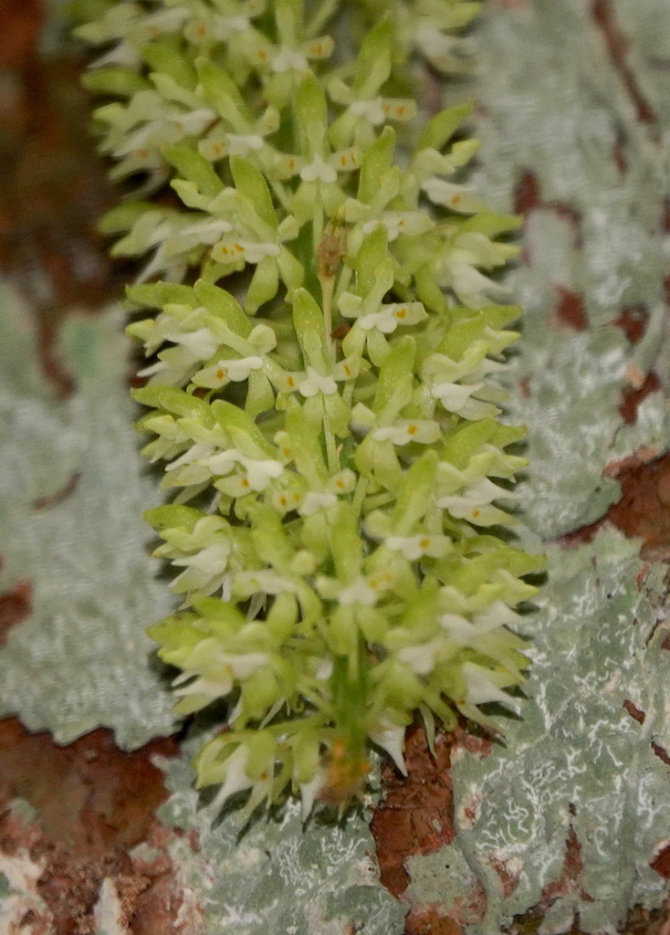 Notylia barkeri