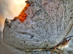 Curetis santana