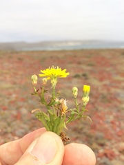 Malacothrix foliosa foliosa