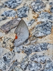 Curetis santana