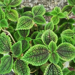 Pilea involucrata