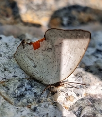 Curetis santana