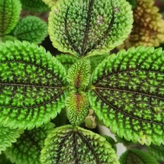 Pilea involucrata