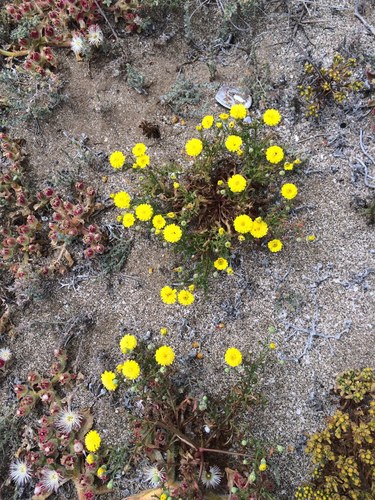 Malacothrix foliosa ssp. foliosa