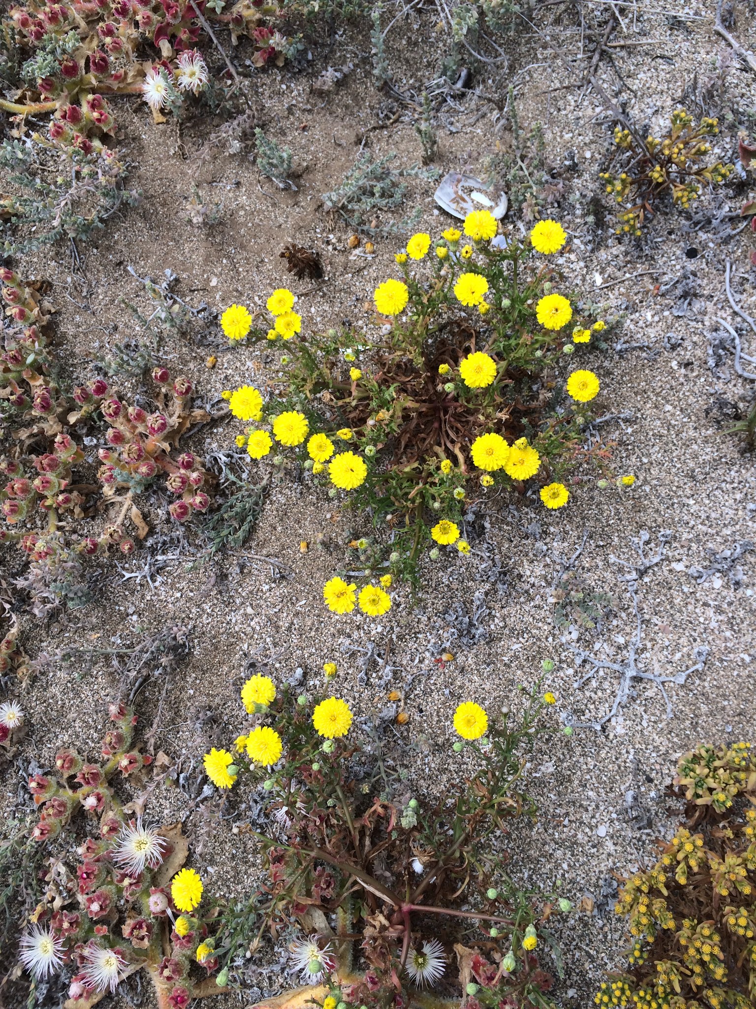 Malacothrix foliosa ssp. foliosa