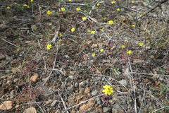 Crocidium