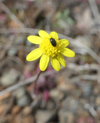 Crocidium