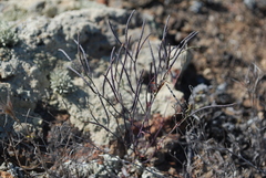 Sibara filifolia