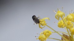 Syrphidae