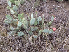 Opuntia × vaseyi