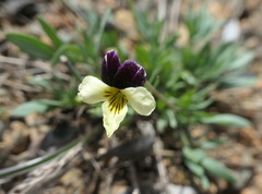 Viola hallii