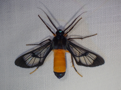 Cosmosoma zurcheri