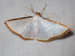 Leuciris fimbriaria