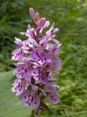 Dactylorhiza fuchsii fuchsii