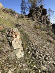 Acanthomintha lanceolata