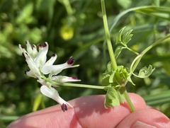 Fumaria capreolata