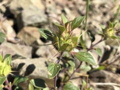 Acanthomintha lanceolata