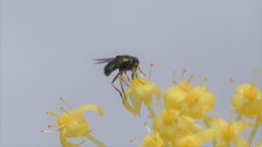 Syrphidae