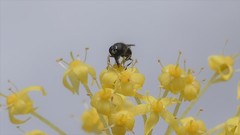 Syrphidae