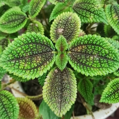 Pilea involucrata