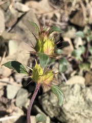 Acanthomintha lanceolata