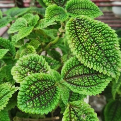 Pilea involucrata