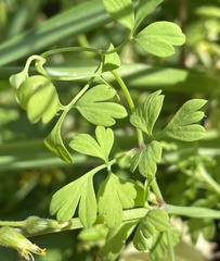 Fumaria capreolata