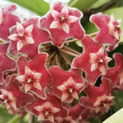 Hoya pubicalyx