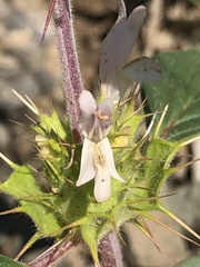 Acanthomintha lanceolata