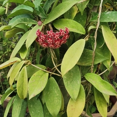 Hoya pubicalyx