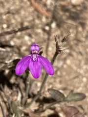 Justicia austrocapensis