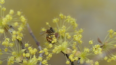 Apis mellifera