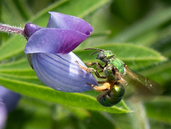 Augochloropsis humeralis
