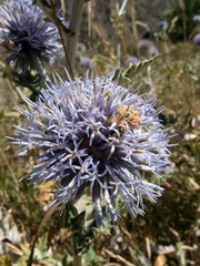 Echinops chantavicus