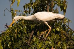 Bubulcus ibis