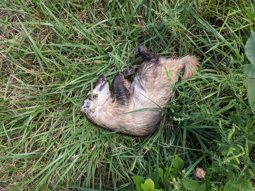 American Badger photographed in Missouri