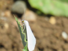 Lithostege duponcheli