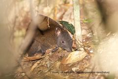 Hypsiprymnodon moschatus