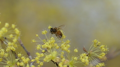 Apis mellifera