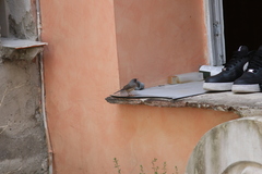 Curruca cantillans cantillans