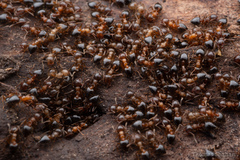 Crematogaster lineolata