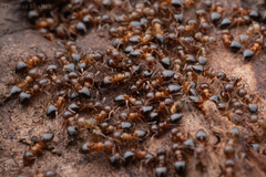 Crematogaster lineolata